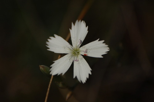 Dianthus ramosissimus