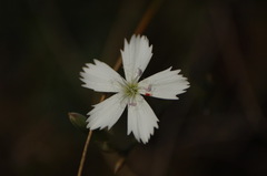 Dianthus ramosissimus