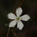 Dianthus ramosissimus - Photo (c) Павел Голяков, some rights reserved (CC BY-NC), uploaded by Павел Голяков