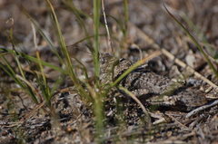 Angaracris barabensis