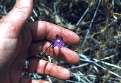 Brodiaea filifolia