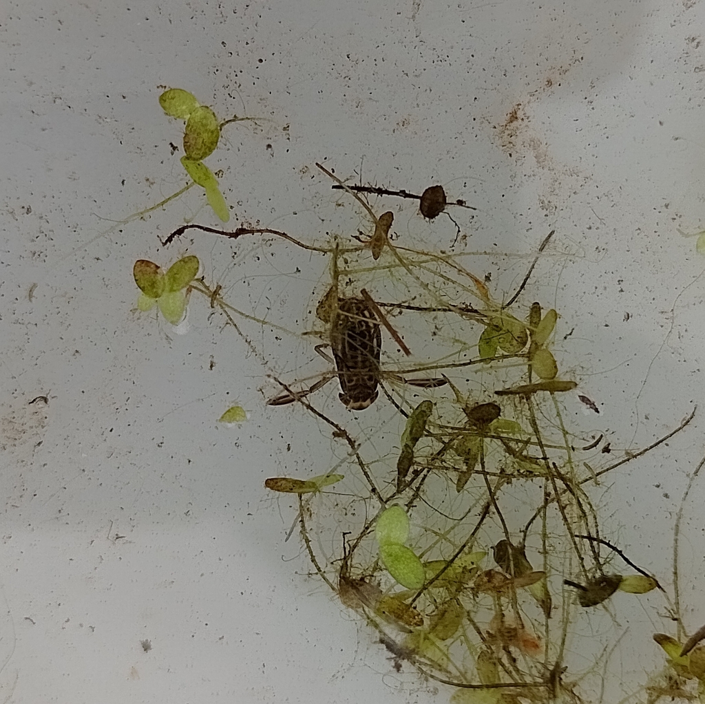 Water Boatmen from Ledston, Castleford WF10 2BH, UK on August 12, 2023 ...