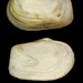 Panopea zelandica - Photo (c) WoRMS Editorial Board, alguns direitos reservados (CC BY-NC-SA)