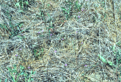 Brodiaea filifolia