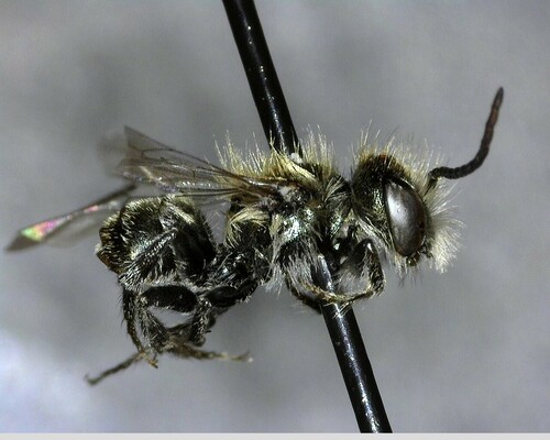 iNaturalist observation photo of Mason Bees