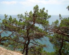 Pinus brutia pityusa