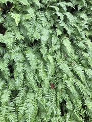Polypodium glycyrrhiza