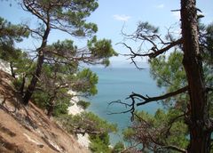 Pinus brutia pityusa