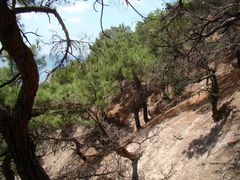 Pinus brutia pityusa