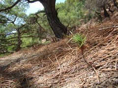 Pinus brutia pityusa