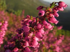 Erica lateralis
