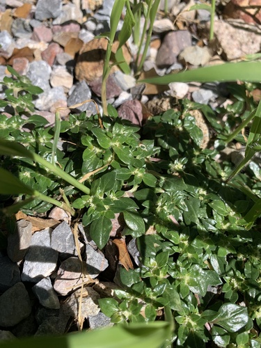 Guilleminea densa var. aggregata