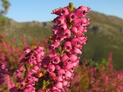 Erica lateralis