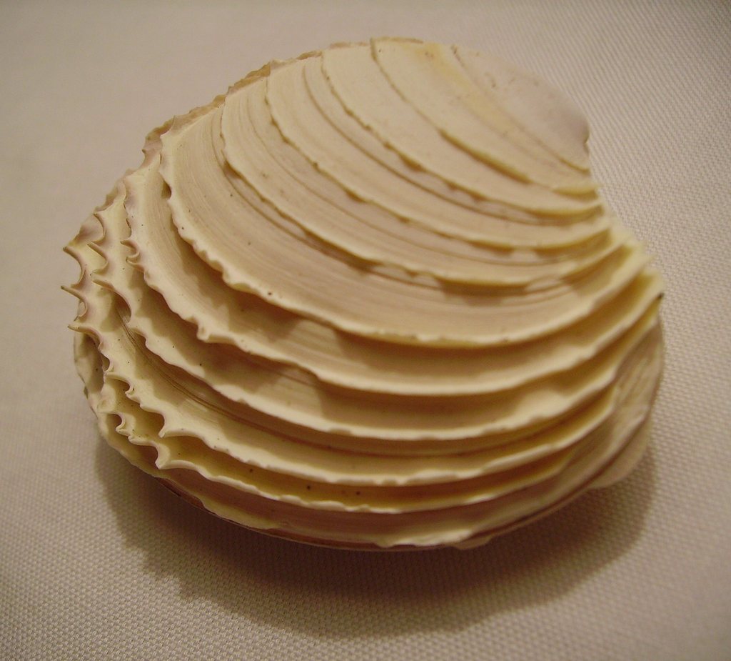 Bassina