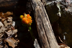 Arum elongatum