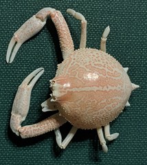 Persephona aquilonaris