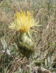 Centaurea salonitana
