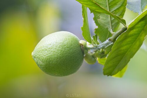 Citrus aurantiifolia iNat (3)