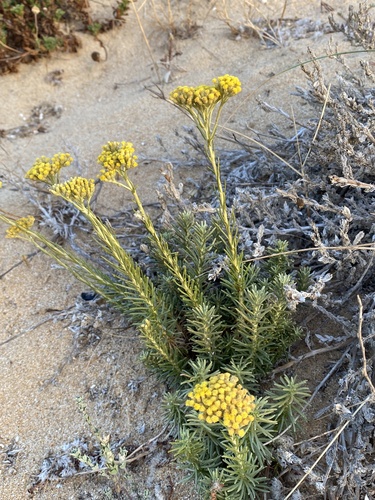 Helichrysum serotinum, photograph 4