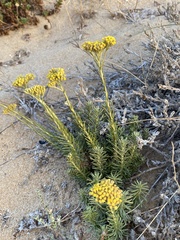 Helichrysum serotinum, photograph Terry Instone, CC BY, iNaturalist via GBIF