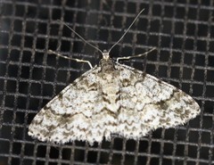 Myrioblephara desumpta