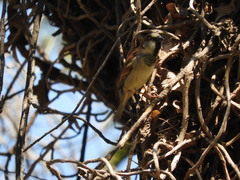 Passer domesticus