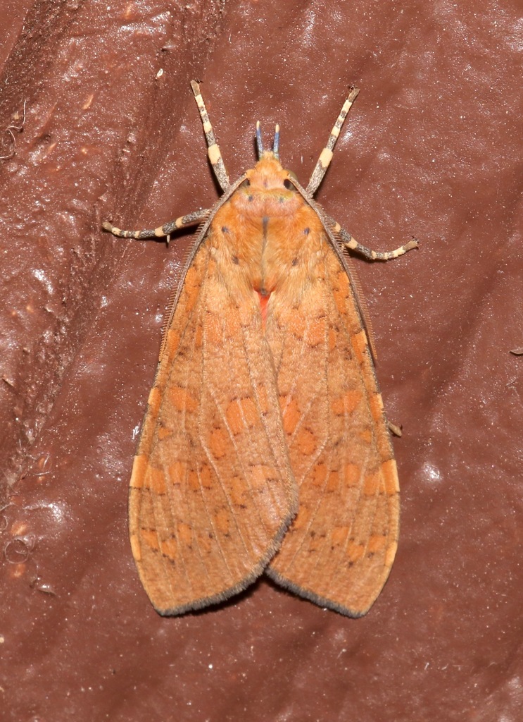 Apocrisias thaumasta