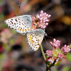 Euphilotes enoptes smithi