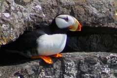 Fratercula corniculata