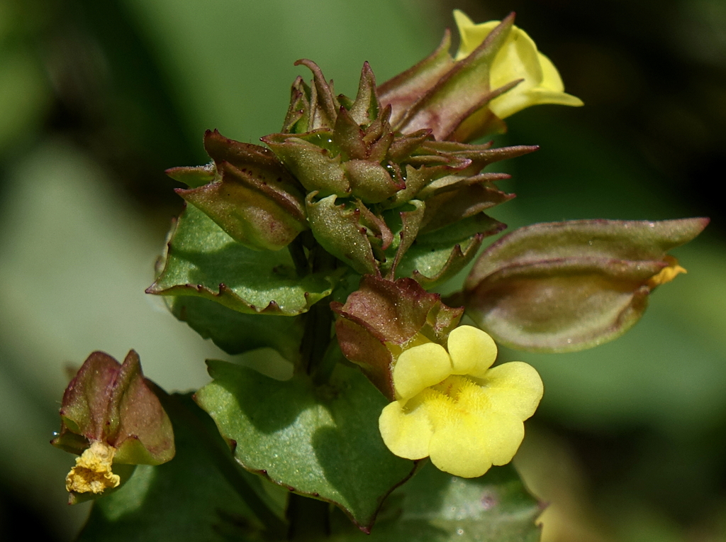 Hall’s Monkeyflower