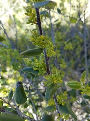 Rhamnus pilosa