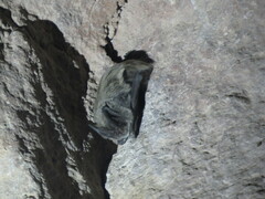 Caspian Barbastelle photo 2