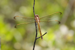 Libellula auripennis