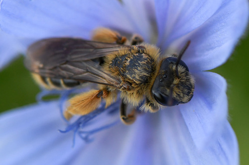 Andrena polita