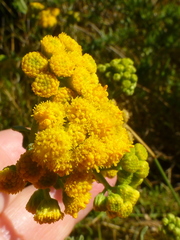 Nidorella foetida