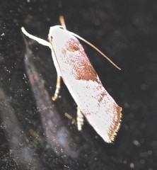 Xylorycta apheles