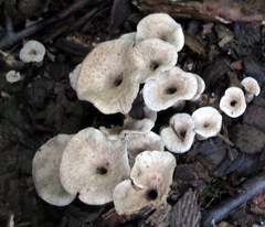 Craterellus foetidus