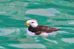 Fratercula corniculata