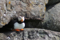 Fratercula corniculata