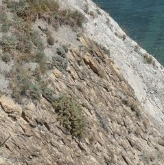 Astragalus arnacanthoides