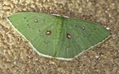 Comostola leucomerata