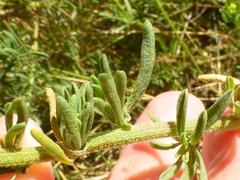 Nidorella foetida
