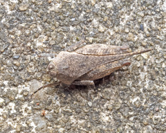 Systolederus ridleyi