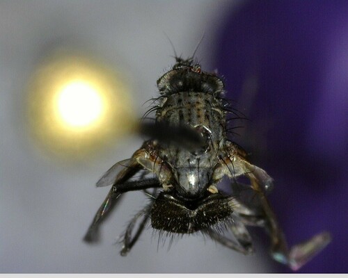 iNaturalist observation photo of Muscoid Flies