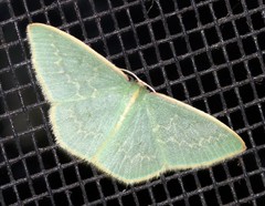 Chlorocoma melocrossa