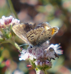 Euphilotes enoptes smithi
