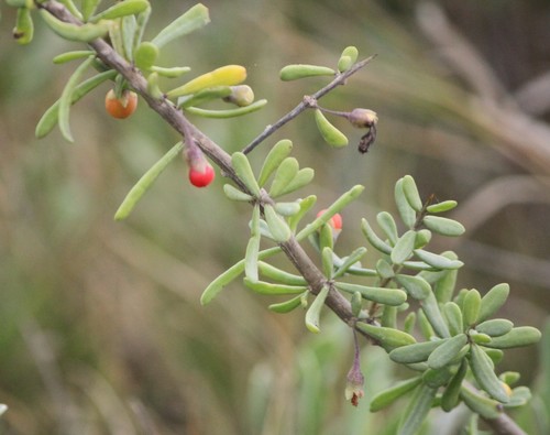 Lycium carolinianum var. carolinianum
