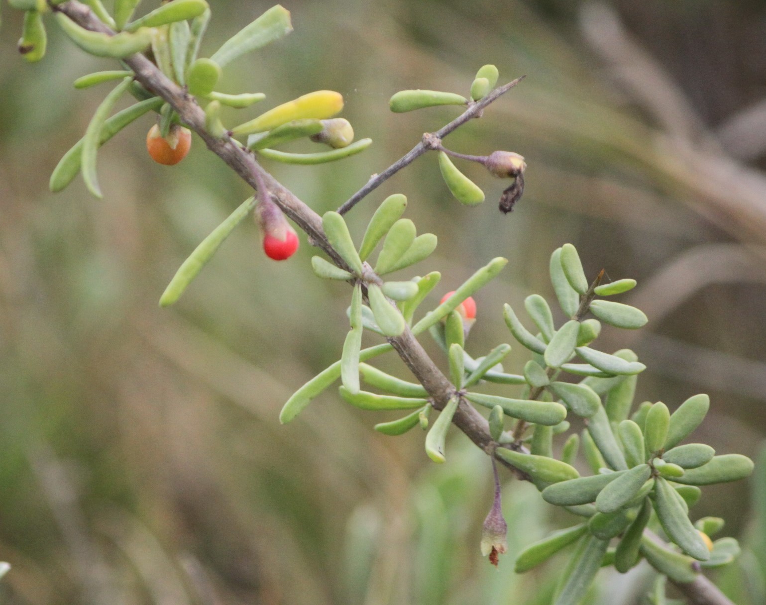 Lycium carolinianum var. carolinianum