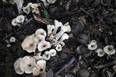 Craterellus foetidus