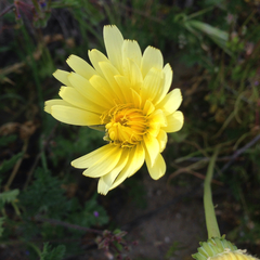 Malacothrix glabrata